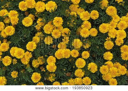 Bright yellow marigolds blooming in the flowerbed