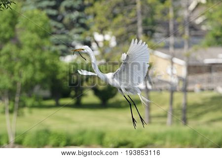 Egret Coming in for a Landing on its Nest on Grotto Lake in Fergus Falls Minnesota