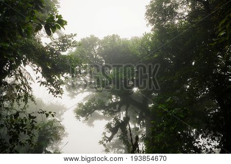 Lush foggy rainforest La Fortuna Costa Rica