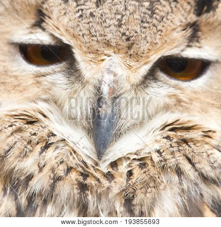 portrait of an owl An animal in a park on nature. A photo