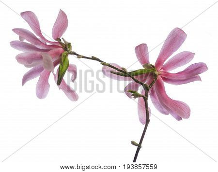 purple blooming magnolia isolated on a white