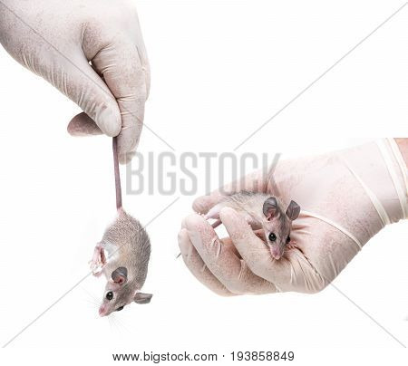 a mouse - experimental animal on a white background