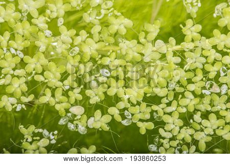 lemna minor - green duckweed water plant