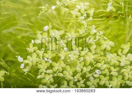 lemna minor - green duckweed water plant