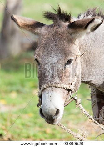 portrait of a donkey An animal in a park in the nature