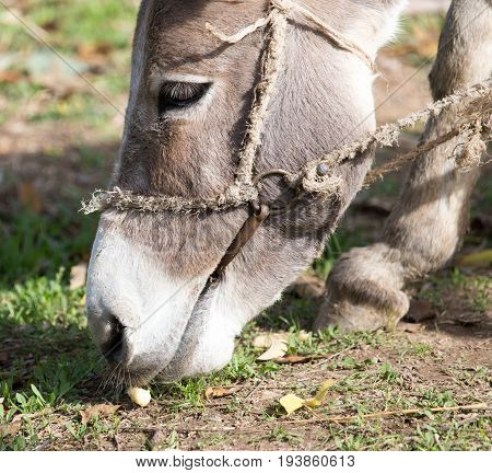 portrait of a donkey An animal in a park in the nature