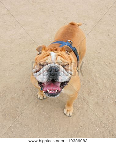 a bulldog with squinty eyes outside