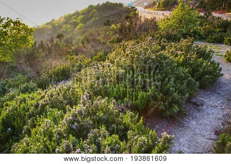 A Flowerbed With Flowers