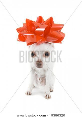 chihuahua สีขาวตัวเล็ก ๆ มีโบว์สีแดงบน