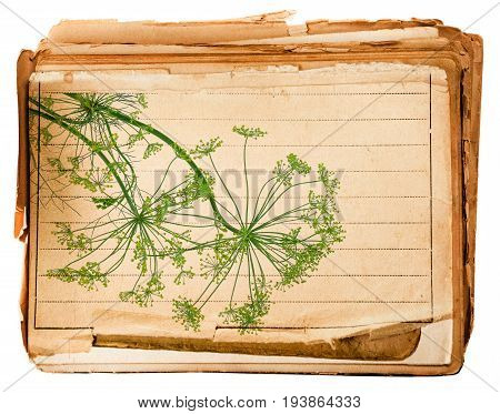 old page from old book with dill