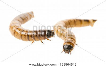 Zophobas atratus/ morio - meal worm isolated on white
