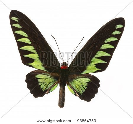 Trogonoptera brookiana - Rajah Brooke Birdwings- tropical buttelfly