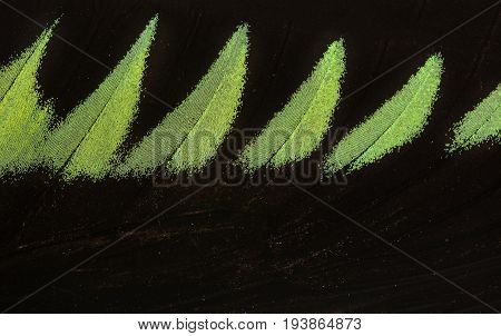 trogonoptera  - a tropical butterfly in the detail