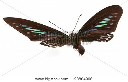 Trogonoptera brookiana - Rajah Brooke Birdwings- tropical buttelfly - detail