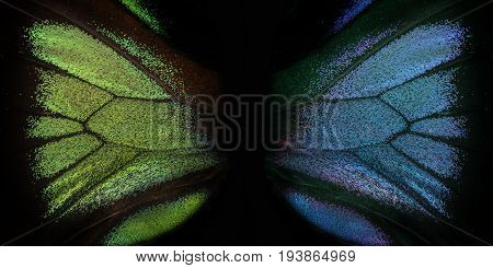 Trogonoptera brookiana - Rajah Brooke Birdwings- tropical buttelfly - detail