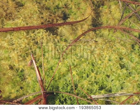 peat bog peatbog  - sphagnum moss in detail