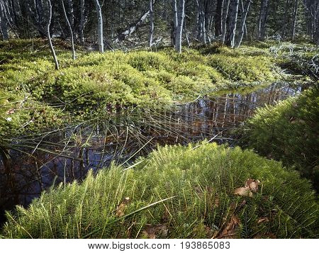 landscape peat bog peatbog - nature par Sumava