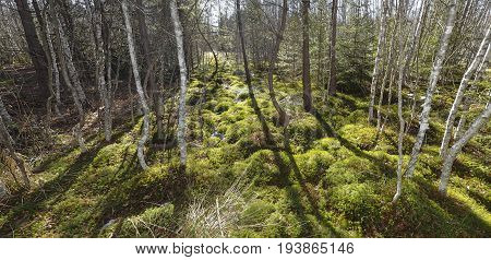 peat bog; peatbog landscape Sumava Czech republic