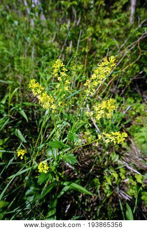 Wintercress flowers (Barbarea vulgaris) bloom in Spring Lake Park, between Harbor Springs and Petoskey, Michigan, during June.