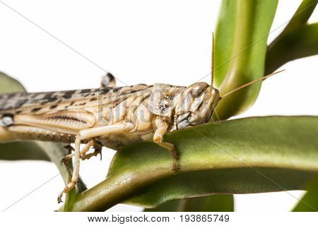 Schistocerca gregaria - the desert locust - food insects