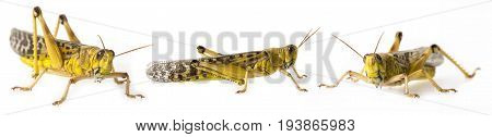Schistocerca gregaria - the desert locust - food insects