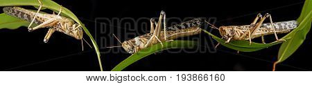 Schistocerca gregaria - the desert locust - food insects