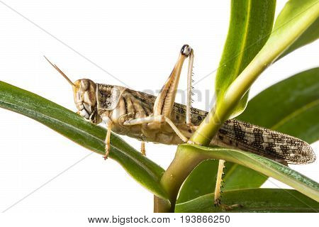 Schistocerca gregaria - the desert locust - food insects