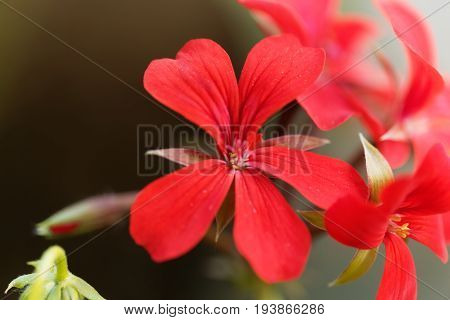 Flower of the geranium hybrid of Pelargonium peltatum.