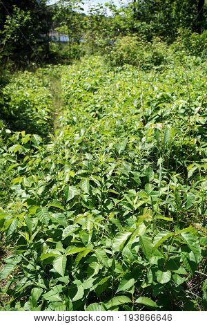 Poison ivy (Toxicodendron radicans) grows in Spring Lake Park, between Harbor Springs and Petoskey, Michigan, during June.