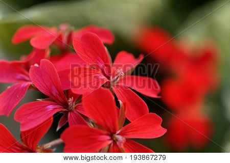 Flower of the geranium hybrid of Pelargonium peltatum.