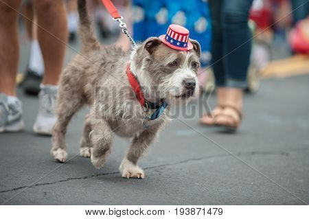 Patriotic mixed breed Terrier dog walking on street parade with stars and stripes hat.