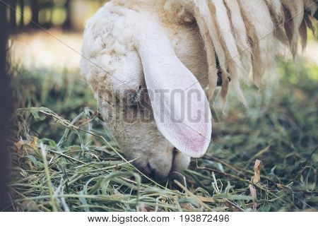 Closeup image of sheep eating grasses in a field and sheep farm