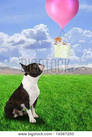 boston terrier i kotek w kosz
