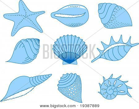zbiór różnych cockleshells