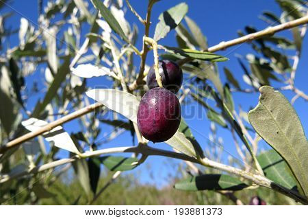 Black wild olive fruit growing in Australian bushland