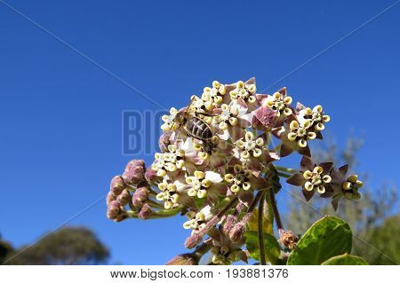 Broad Leaved Wild Cotton Bush flower weed against a blue sky with bee