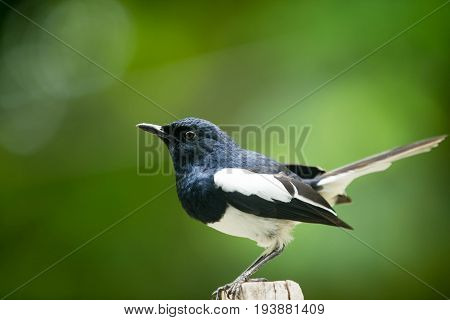 Magpie the beautiful black and white bird perching the branch