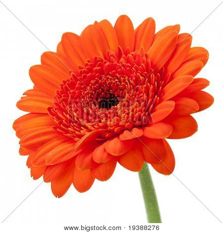 Gerbera naranja aislado sobre fondo blanco