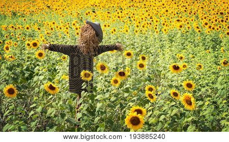 Scarecrow or strawman with hat and t-shirt made from hay to guard the sunflower fields in countryside landscape copy space.