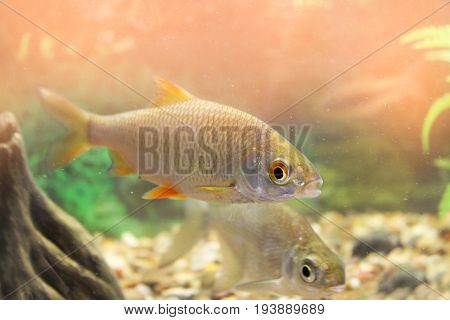 Roach in an aquarium, wild fish in an aquarium