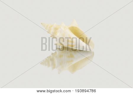 Beautiful Sea Shell,polygonus Latirus, Isolated On Mirror Background