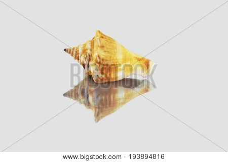 Beautiful Sea Shell,polygonus Latirus , Isolated On Mirror Background