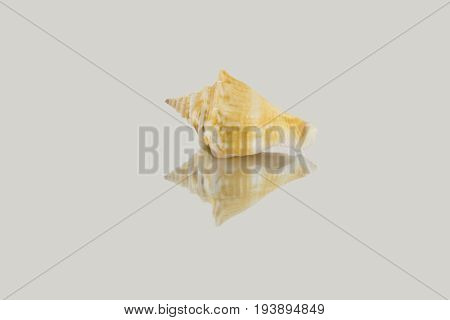 Beautiful Sea Shell,polygonus Latirus , Isolated On Mirror Background
