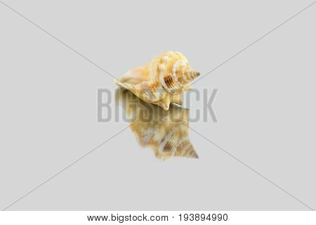 Beautiful Sea Shell,polygonus Latirus , Isolated On Mirror Background