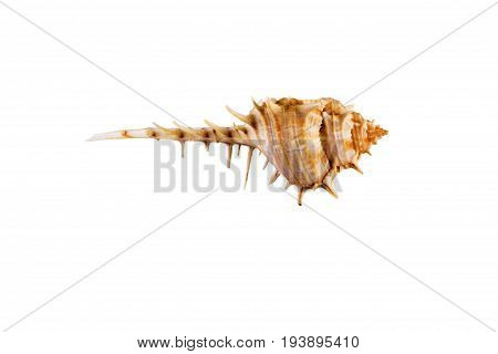 Beautiful Sea Shell,murex Trapa, Isolated On White Background