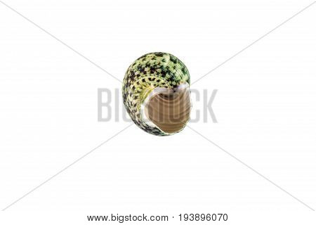 Beautiful Sea Shell,polinices Lacteus, Isolated On White Background For Posters, Sites, Business Car