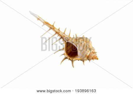 Beautiful Sea Shell,murex Trapa, Isolated On White Background