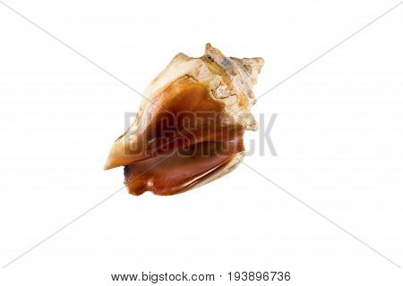 Beautiful sea shell, Strombus tricornis, isolated on white background view from the top For posters, sites, business cards, postcards, interior design, labels and stickers.