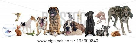 group of pet in front of white background