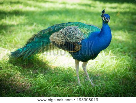 Peacock At The Alcazar, Seville, Andalucia, Spain